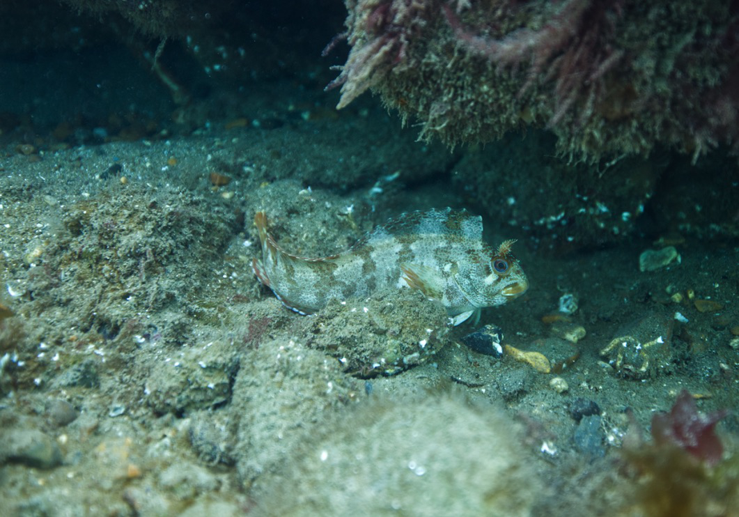 Blenny