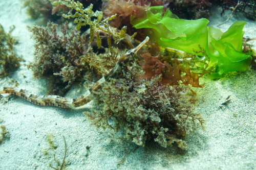 Pipefish