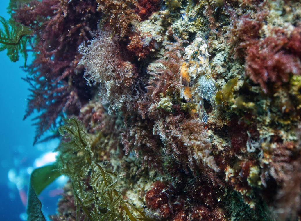 Scorpionfish