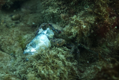 Velvet Swimming Crab